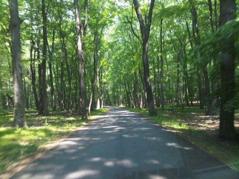 Tree Alley