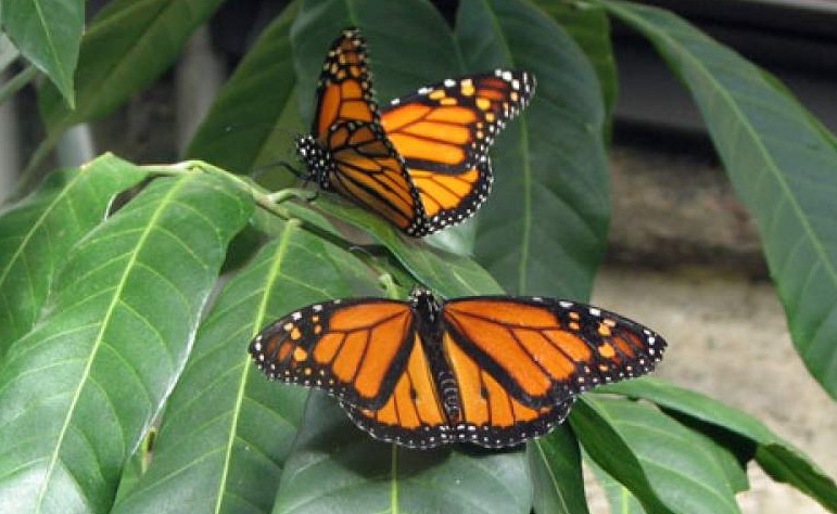 Greenburgh Nature Center