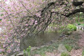 Cherry Blossom at Brooklyn Botanic Garden in CityKinder German Blog CityErleben Article