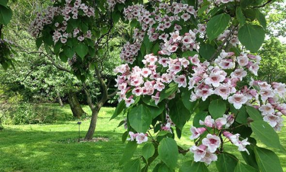 Flowers and Spring at Prospect Park | City Kinder