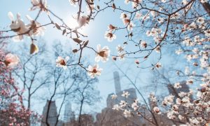 Kirschbluten In Der Stadt Citykinder